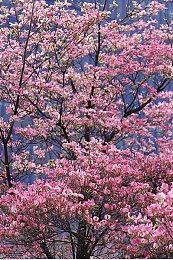 《无主之地4》和《无主之地3》画面对比视频